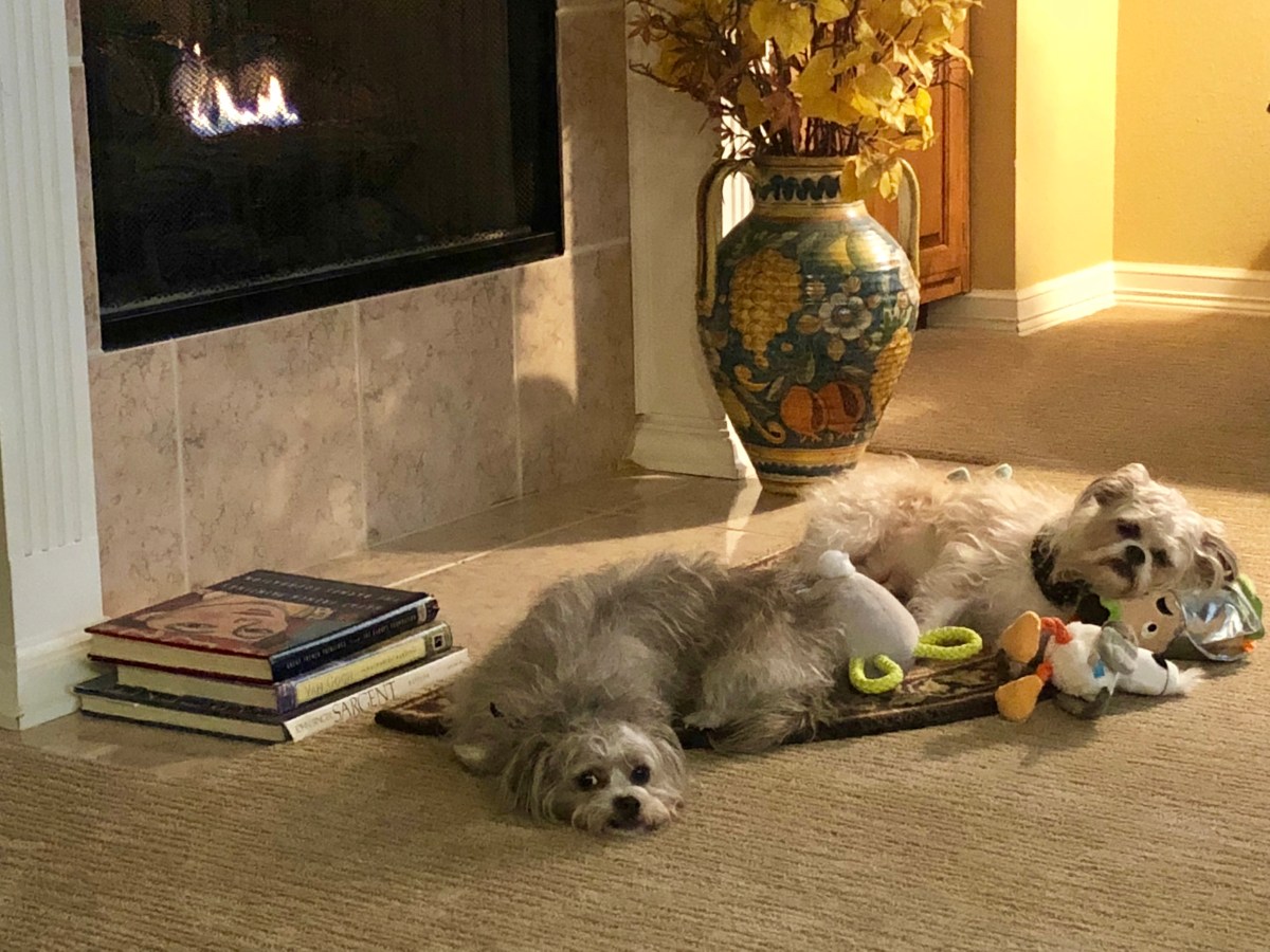 Lessons from Obedience&nbsp;School