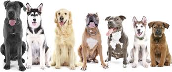 Sit, Stay, and Leave&nbsp;It!